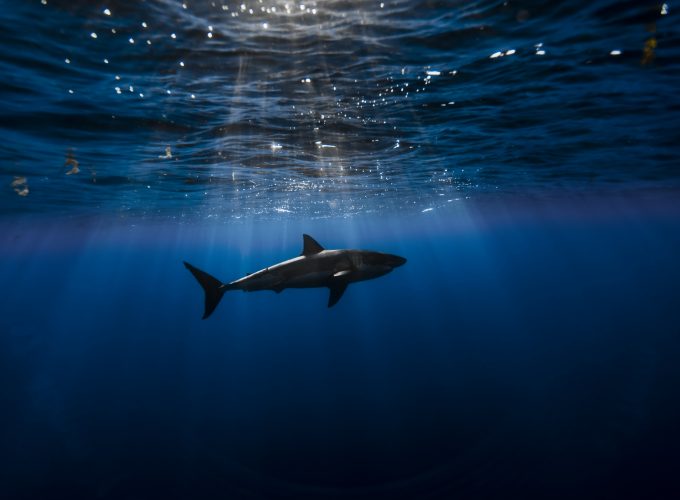 Wallpaper Shark, Atlantic ocean, underwater, Best Diving Sites, Animals 653964765